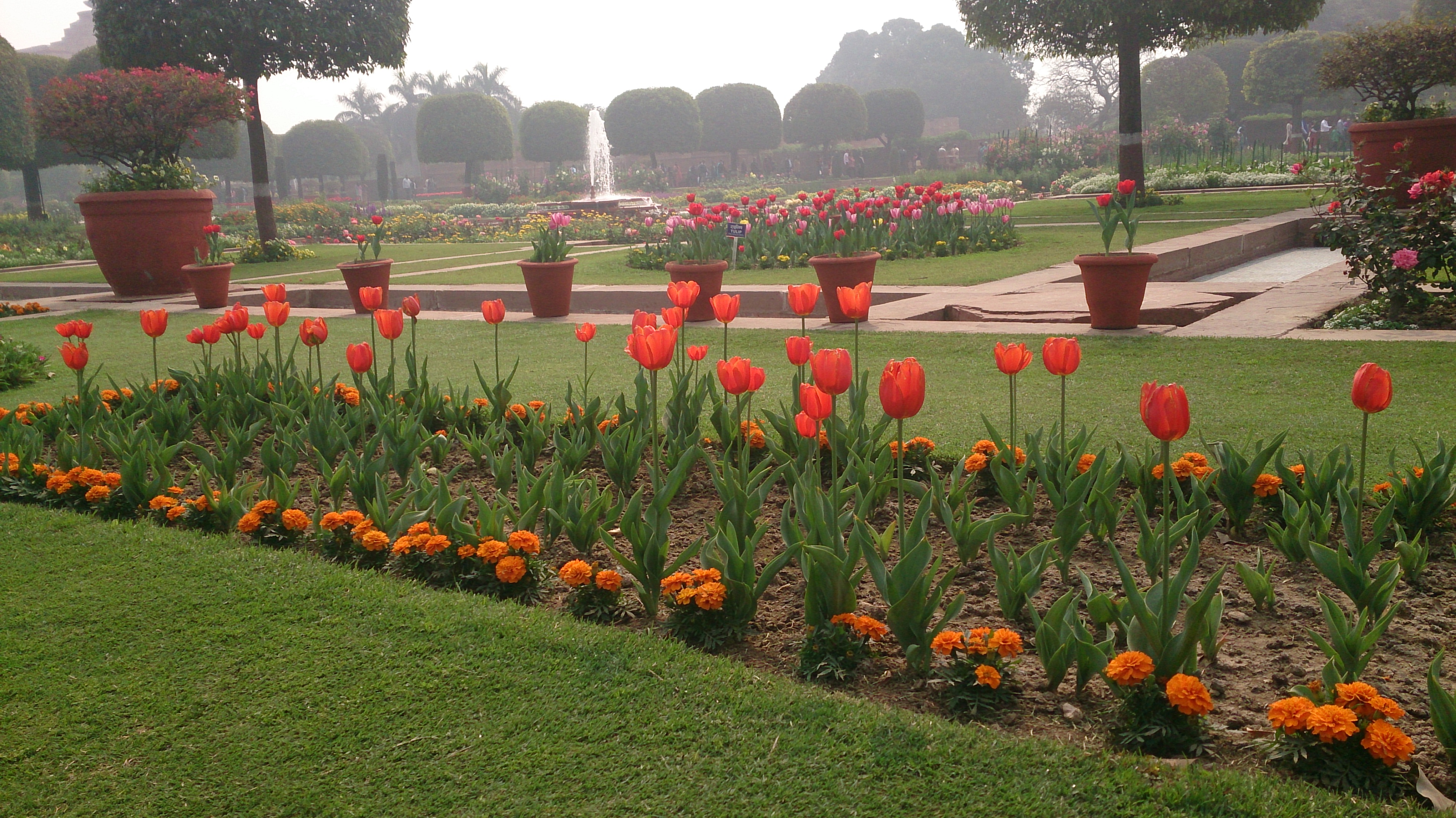 A nursery of beautiful Tulips in the Mughal Gardens, Rashtrapati Bhawan (Presidential Estate), New Delhi
Copyright: Abirbhav Mukherjee