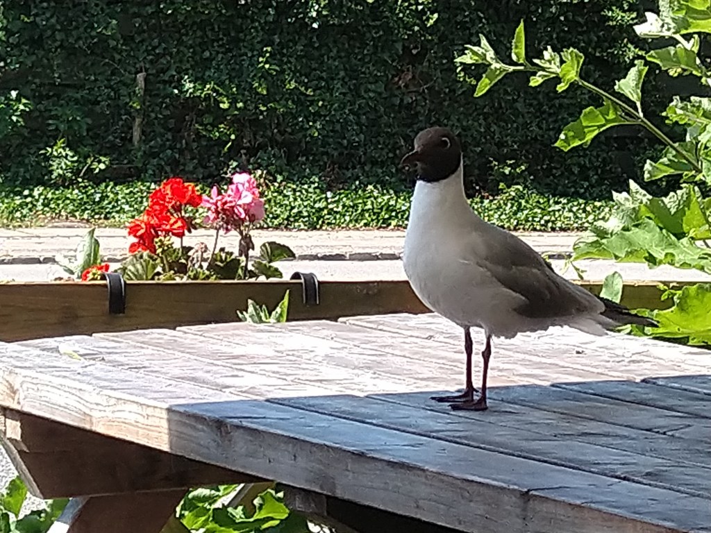 A brown headed seagull in Roskilde, Denmark

Copyright: Abirbhav Mukherjee